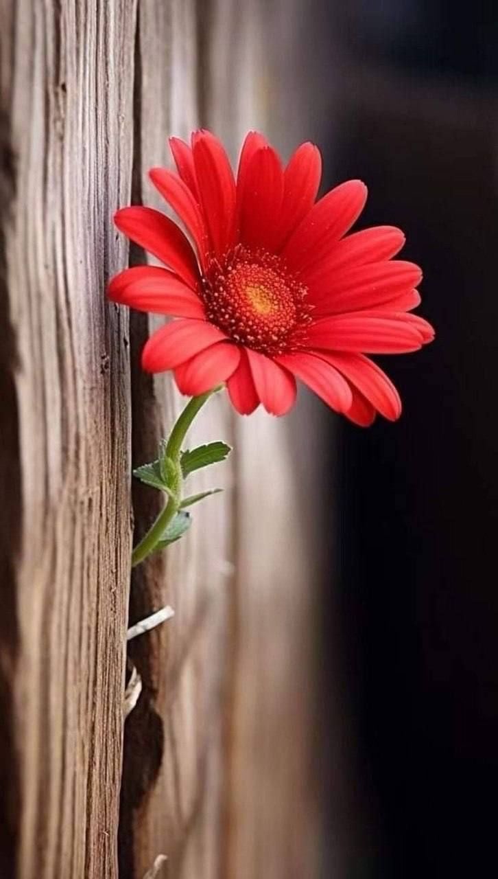 هند محمد جيندو