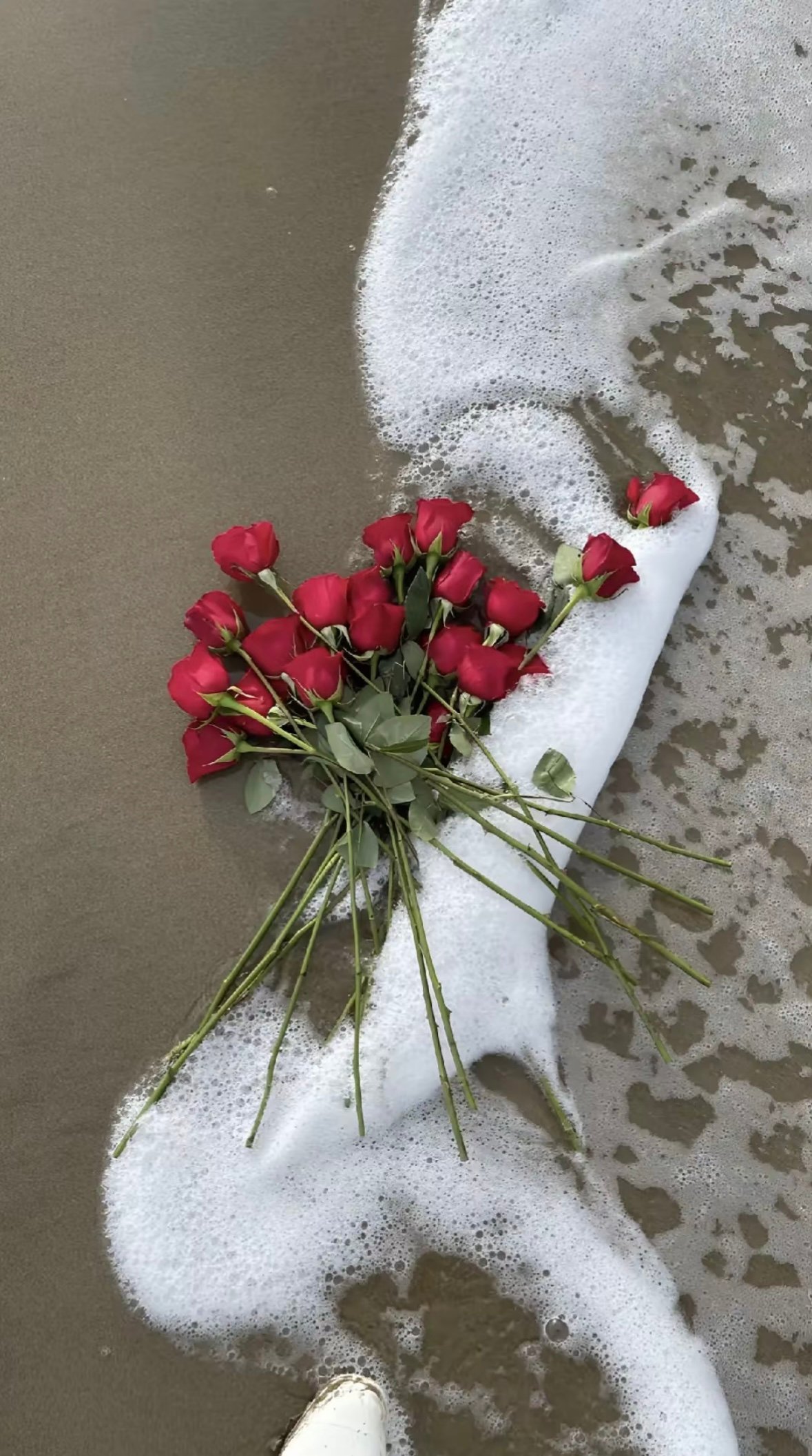 نوف يوسف
