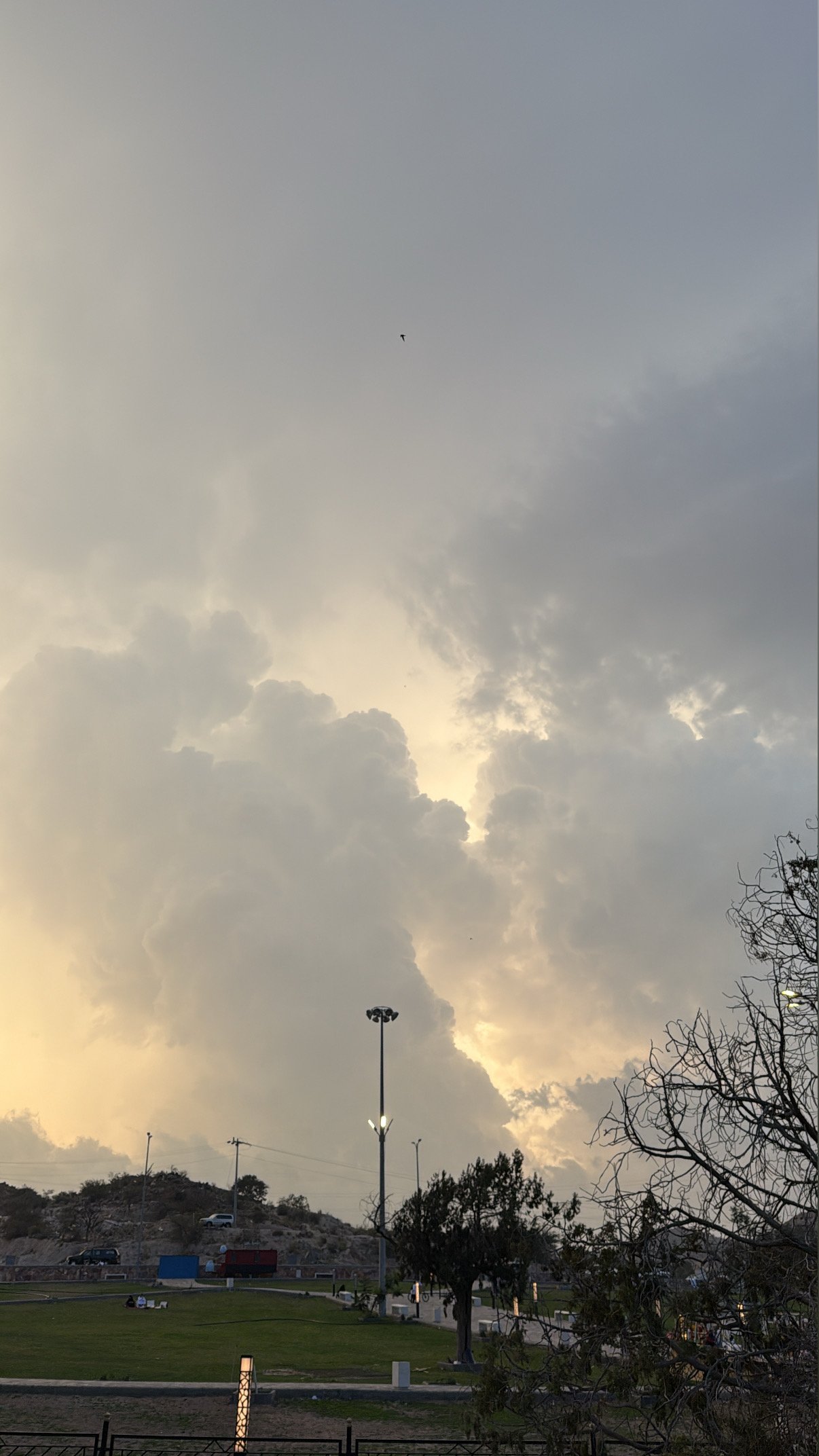 لجين القرني