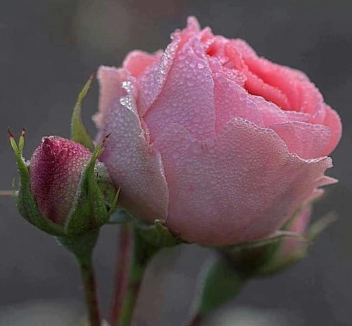 سامية المطيري