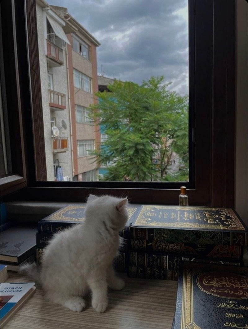 علي الحسين علي جابر عسيري