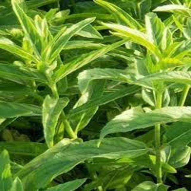 محمد حمد الوهبي