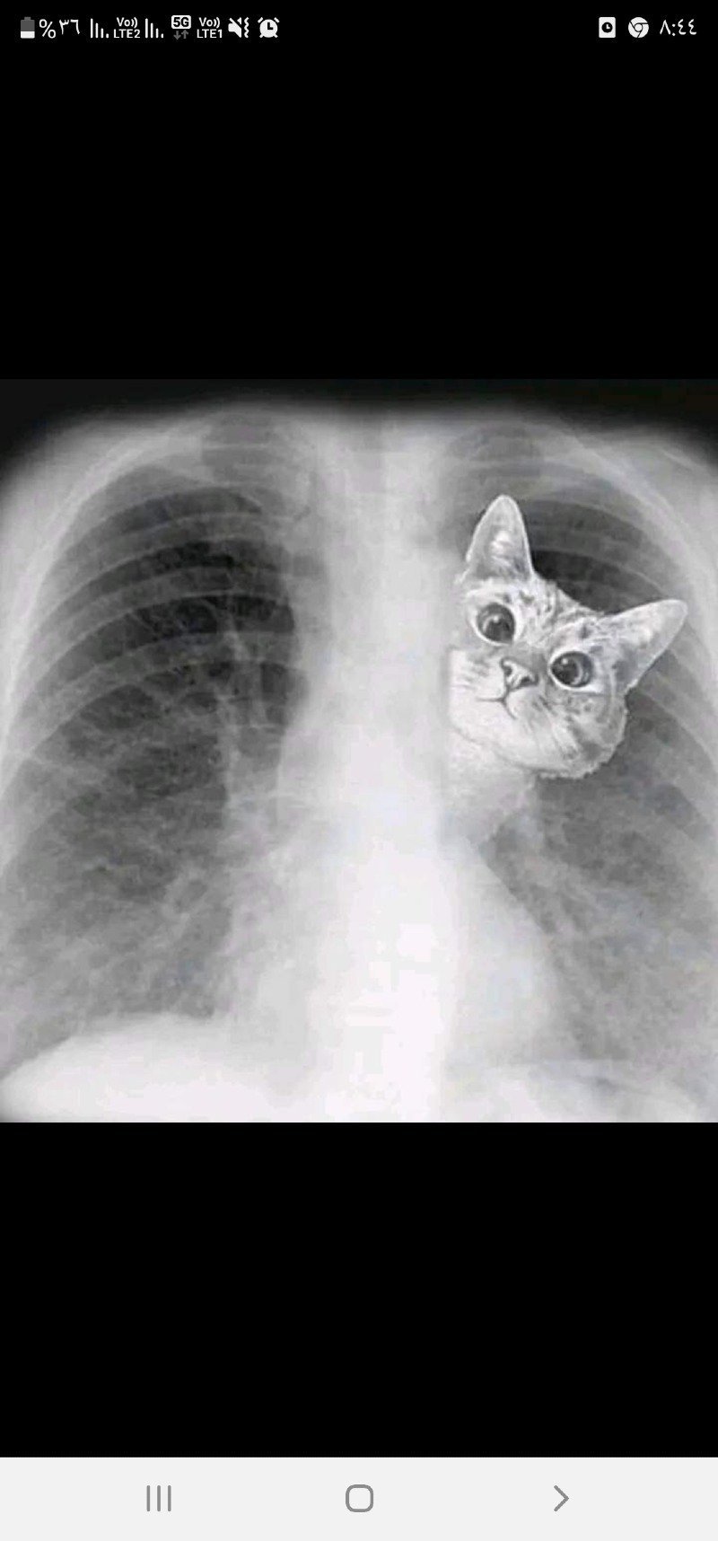 نهلة بغلف