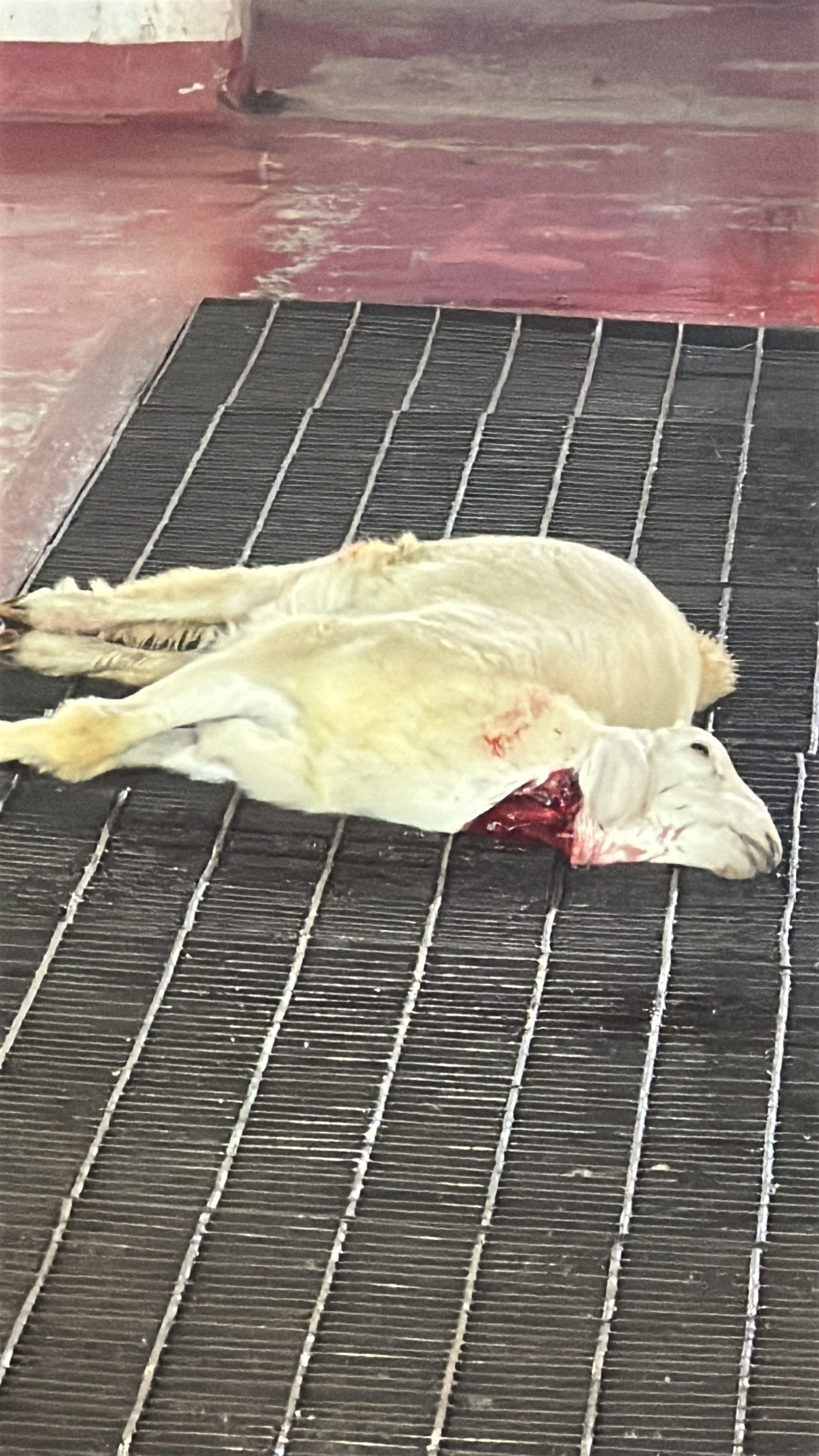 فواز الجعيد