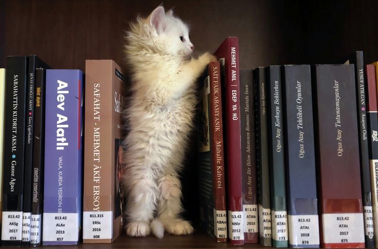 author avatar