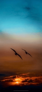 أميره الشريف
