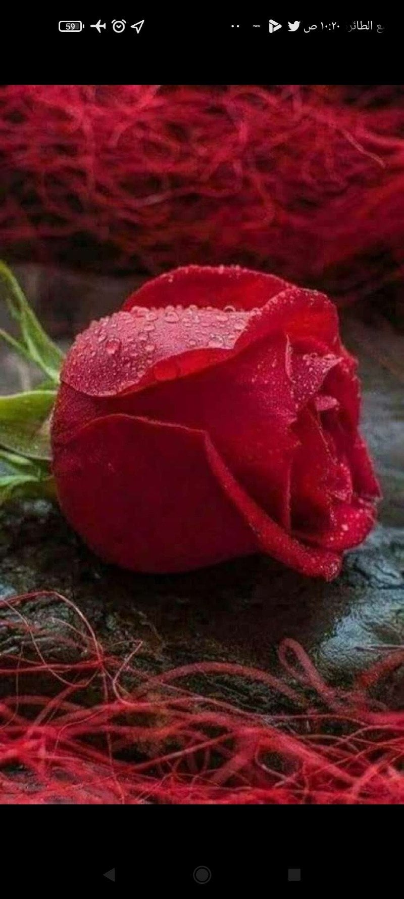 مهره الحسيني