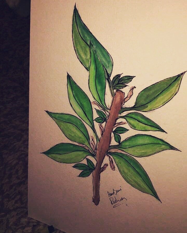 رحمه هوساوي