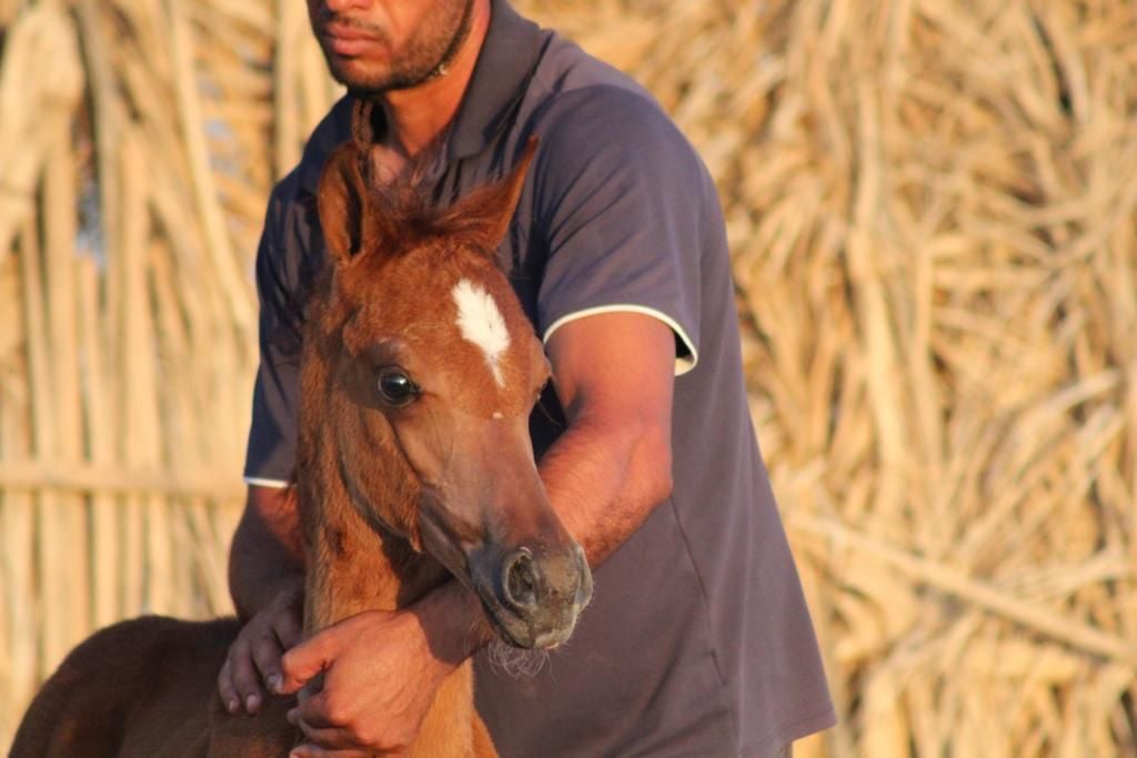 فواز الخيري