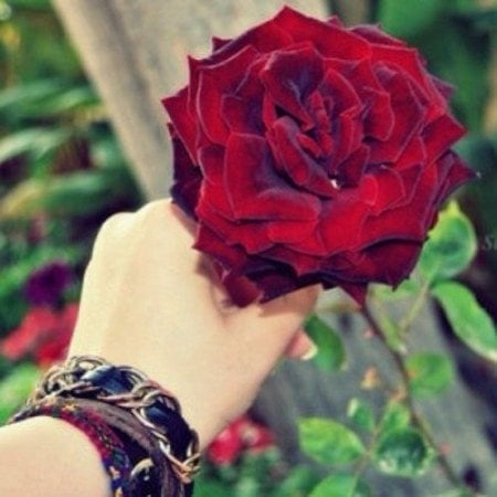 Roze القحطاني