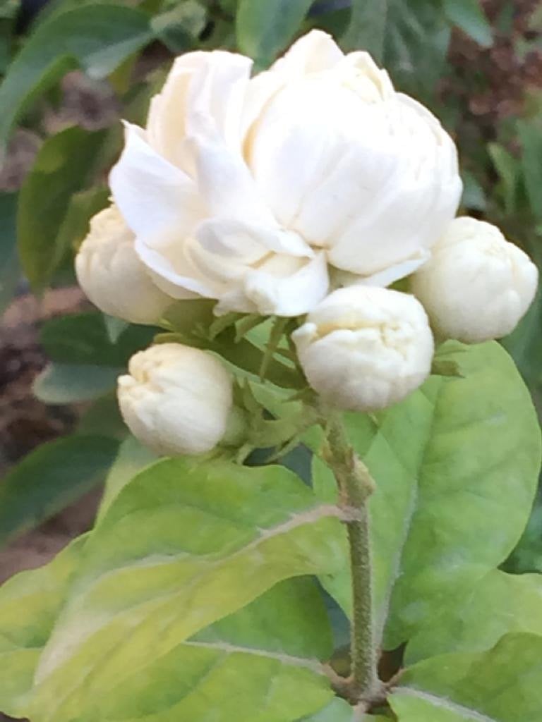 ثريا البلطان