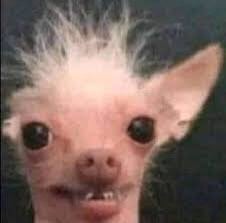 فراس الحربي