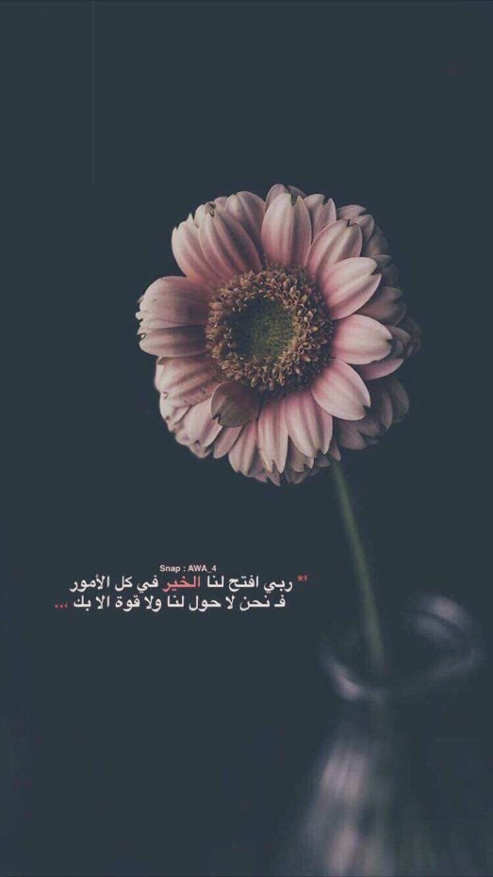 رشا 