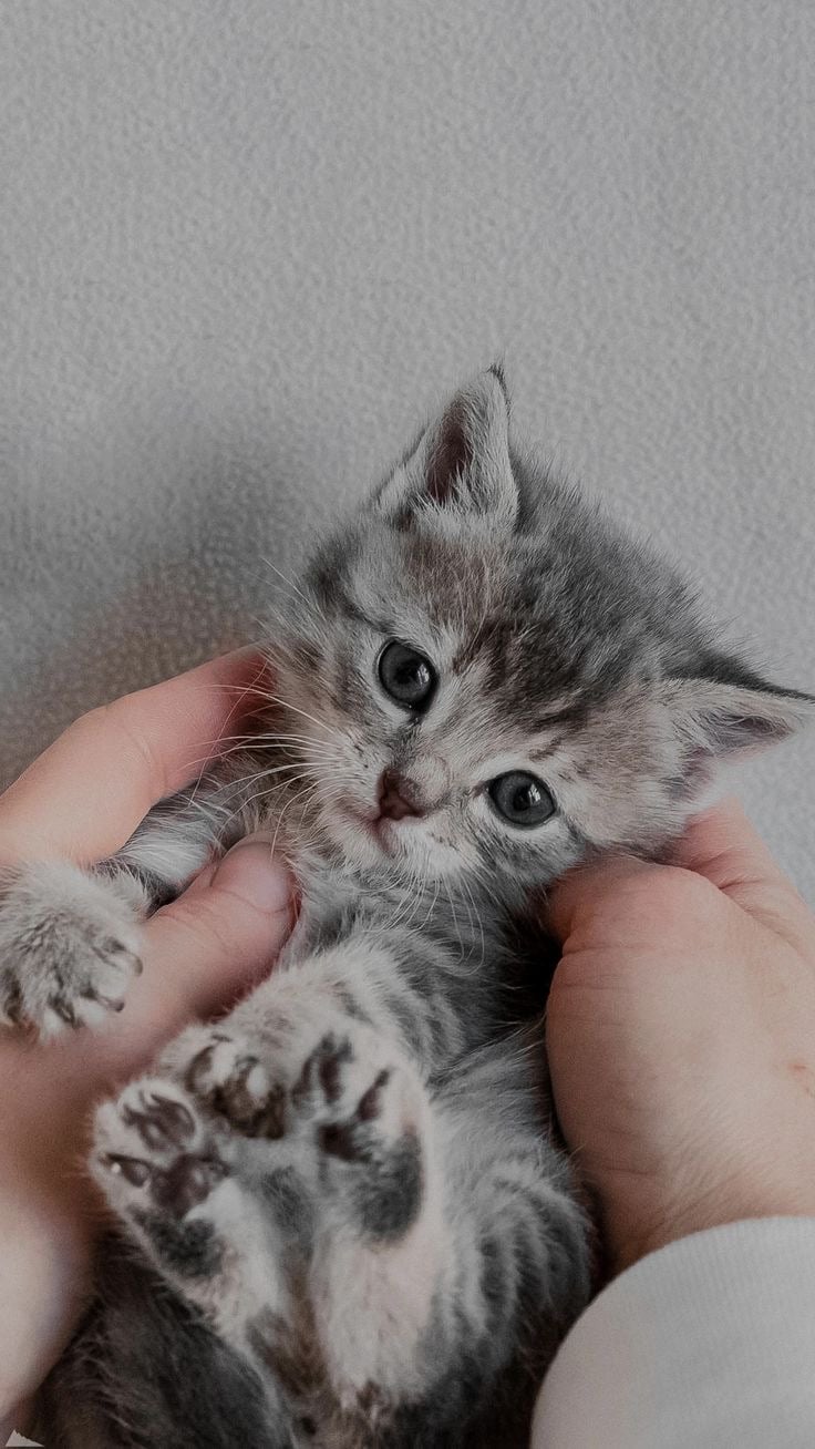 عايشه الهاجري