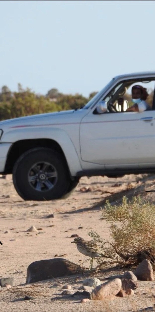 طلال الحربي