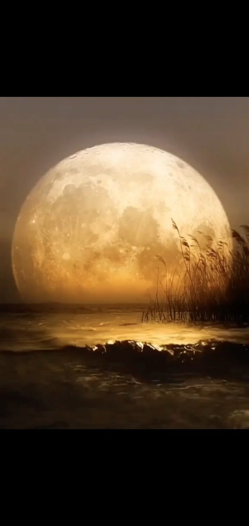 رياض ابو وليد