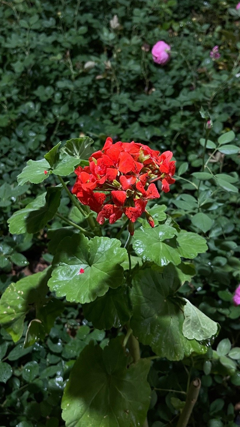 محسنه الفيفي