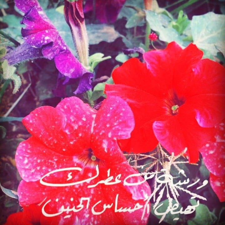 نوفي اليامي