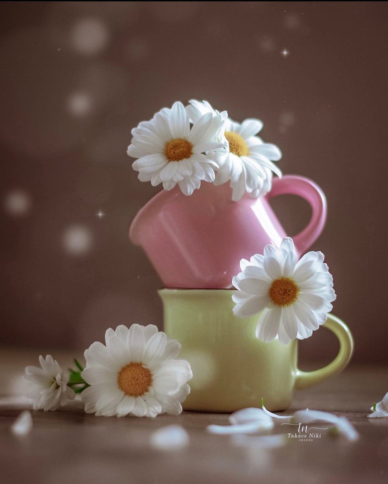 توتو عبدالعزيز