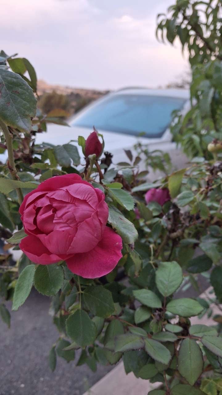 وداد القحطاني