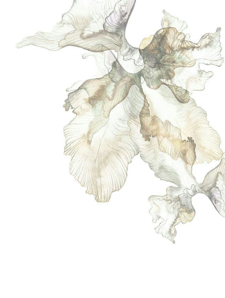 غاده ابراهيم