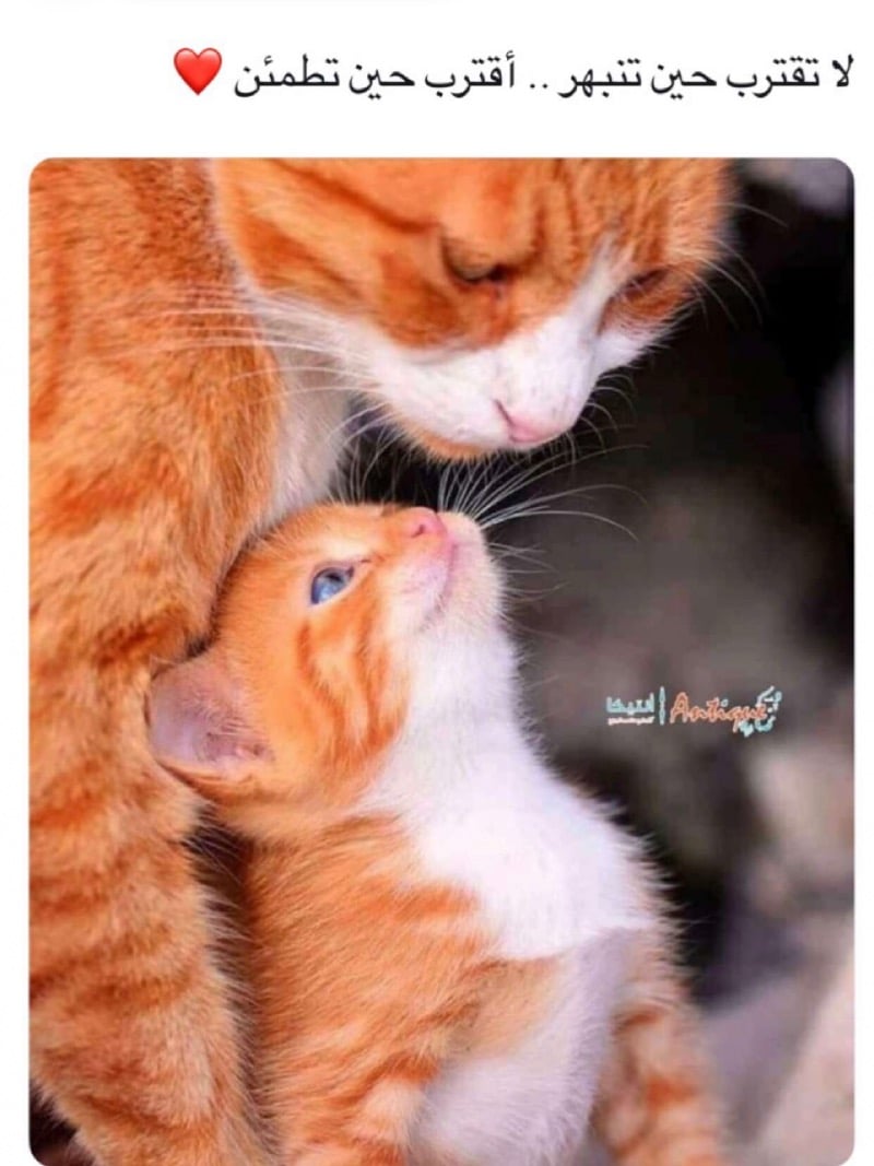 Nana Majed
