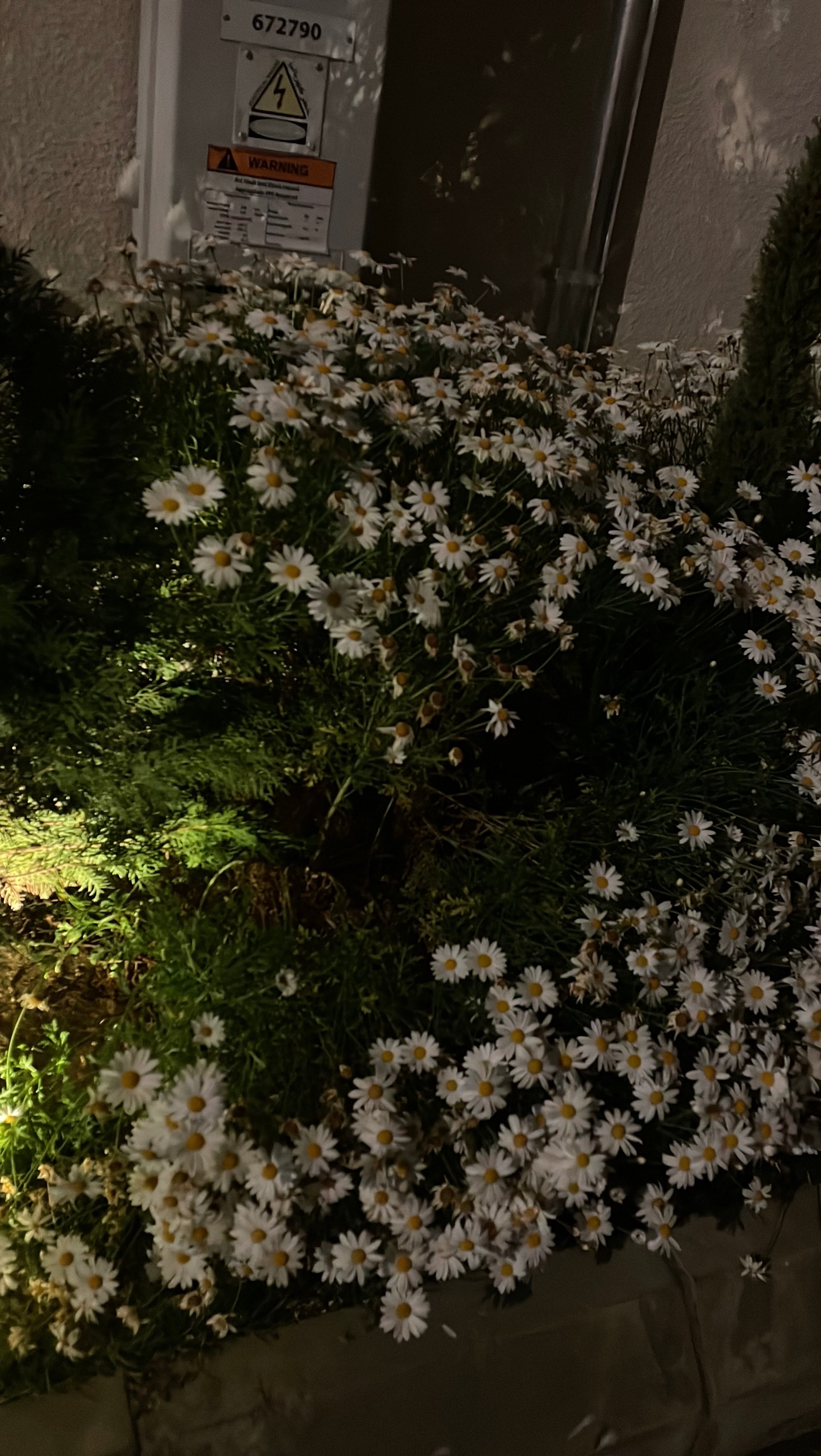 ندى حسن
