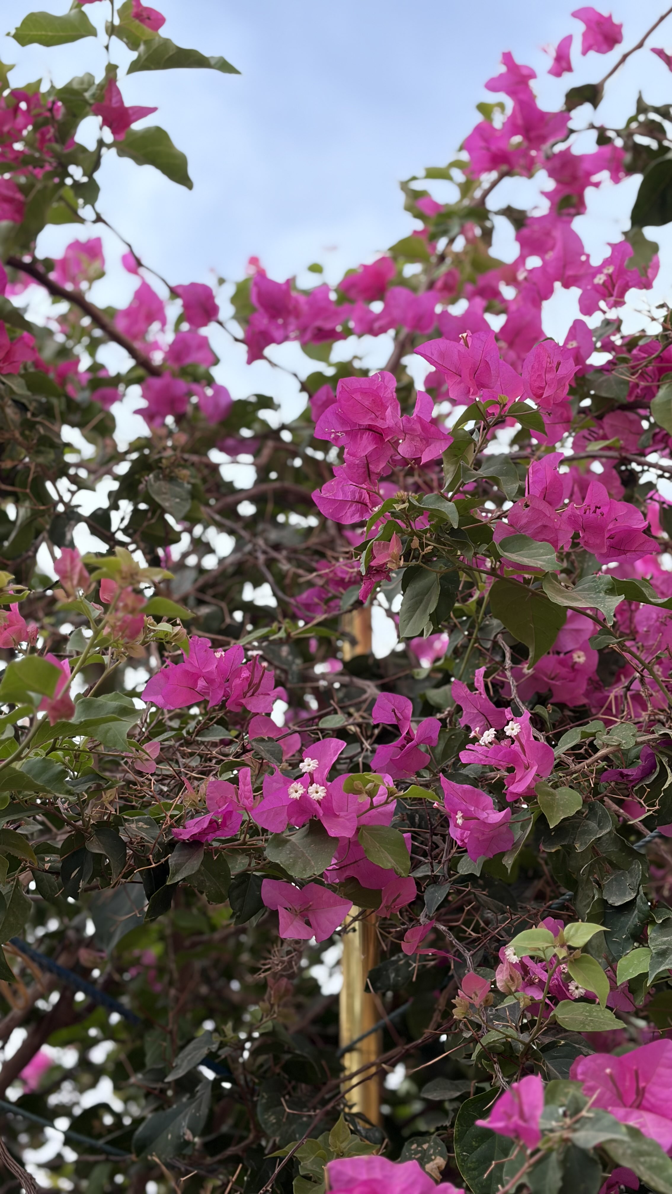 سهام الحربي