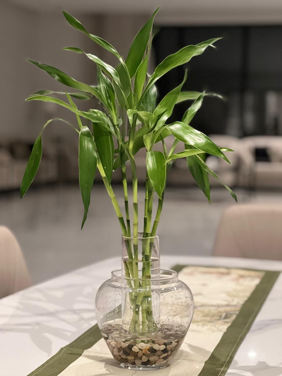 ساره سليمان