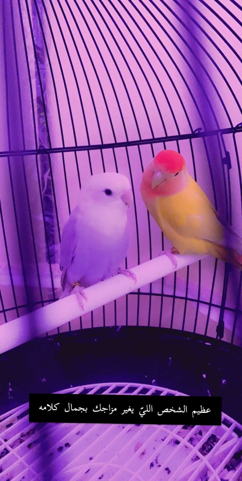 ابتسام العنزي