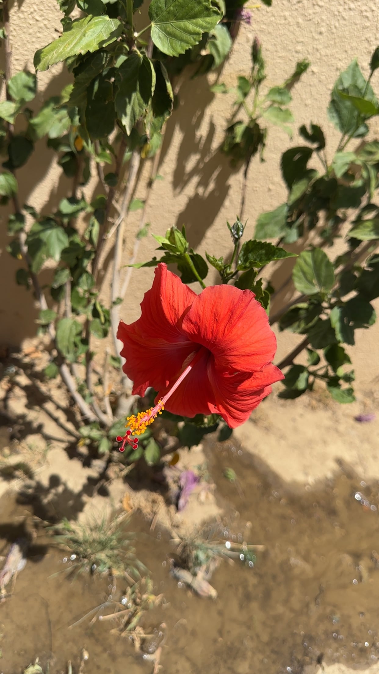 وصايف الغامدي