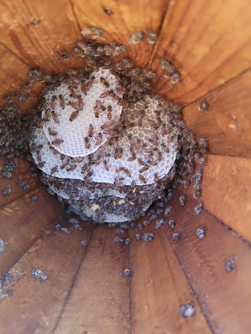 حزام المنتشري