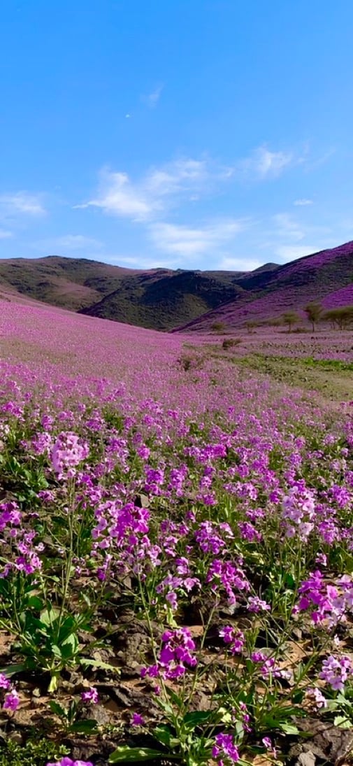 أمل الحلاوي