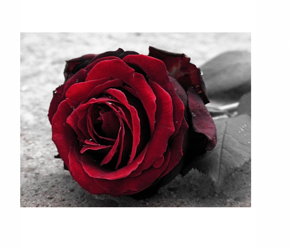 خلود الطيار