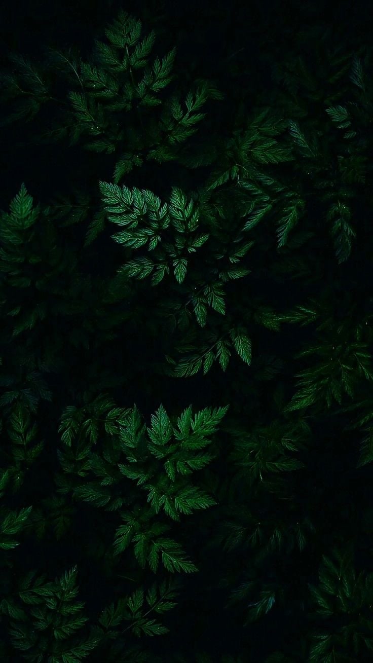 Shahad Alenazi
