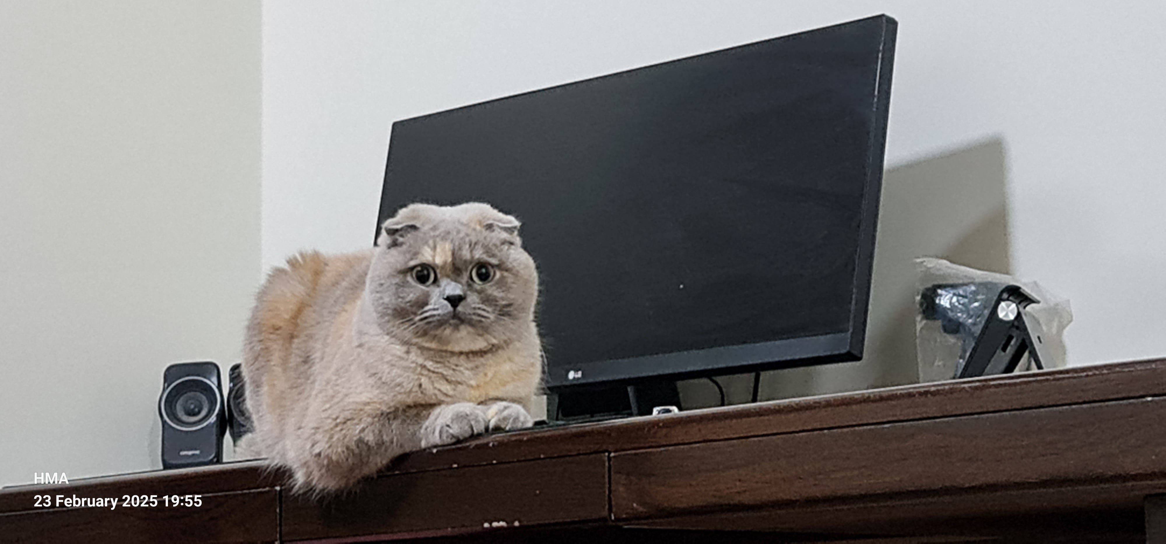 حسن 