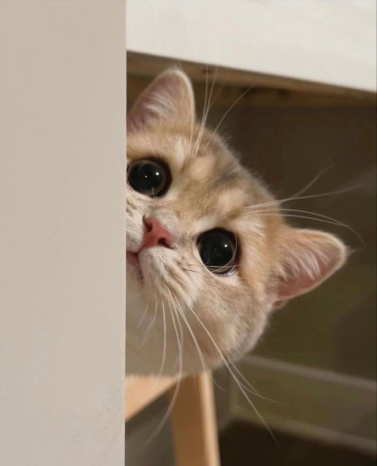 نهال الشمري