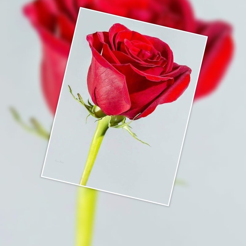 سعود المالكي