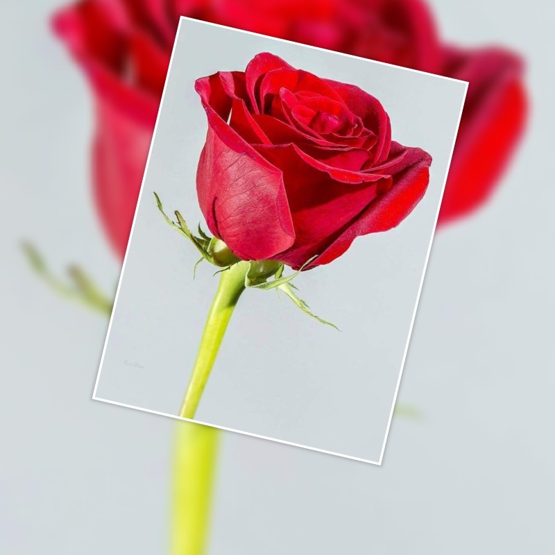 سعود المالكي