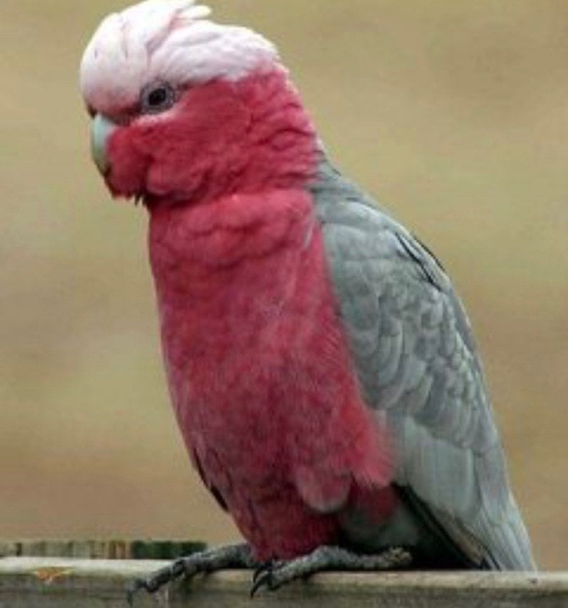 اريام النشوان