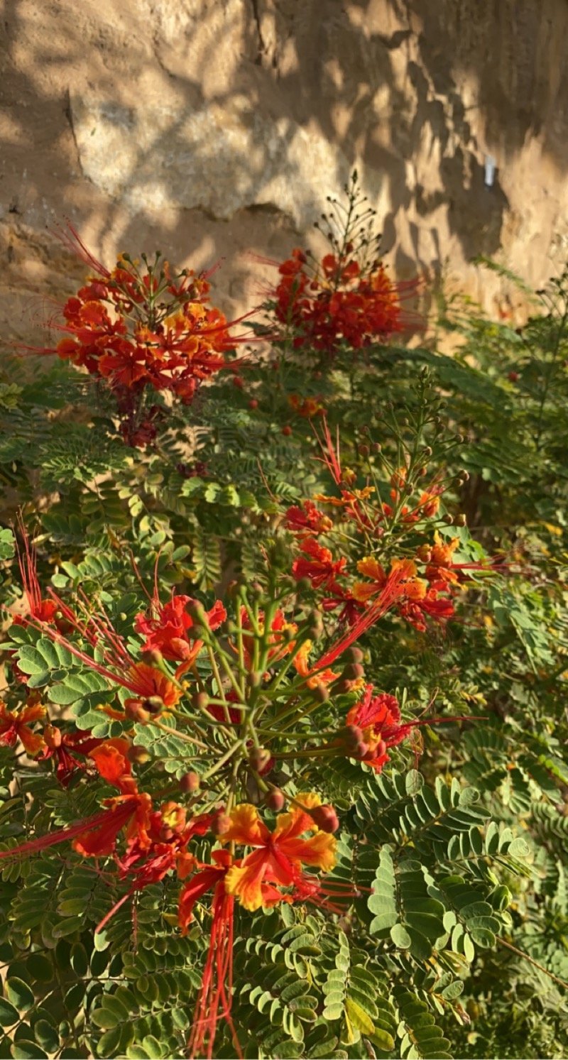 نوره الشهري