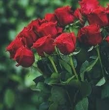 دانيا عبدالله