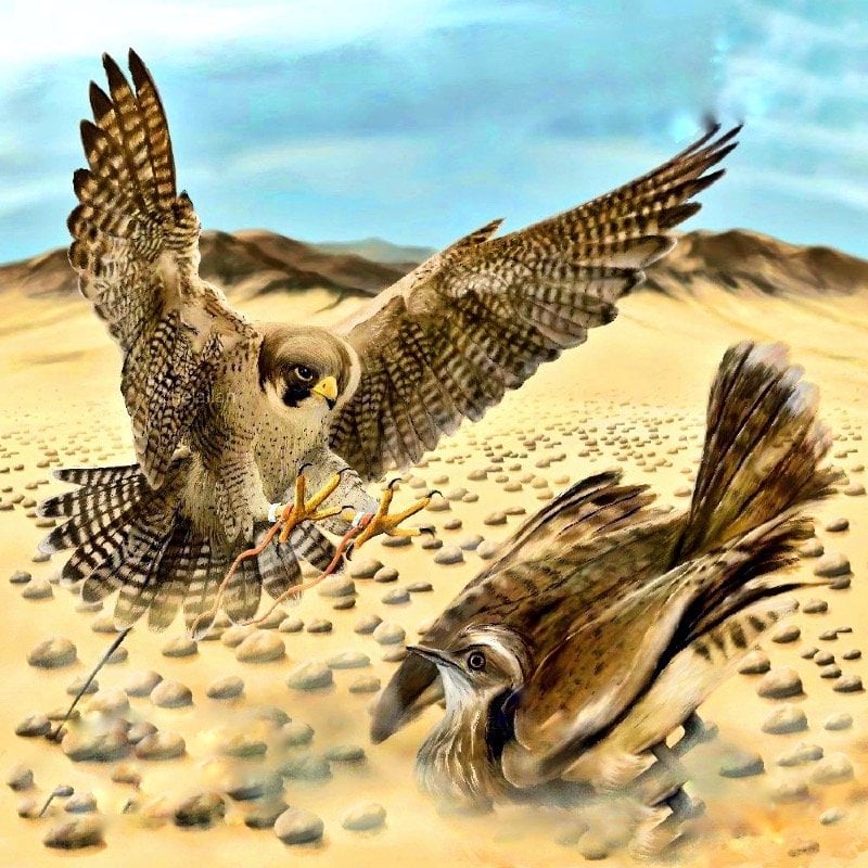 هاشم الجهني