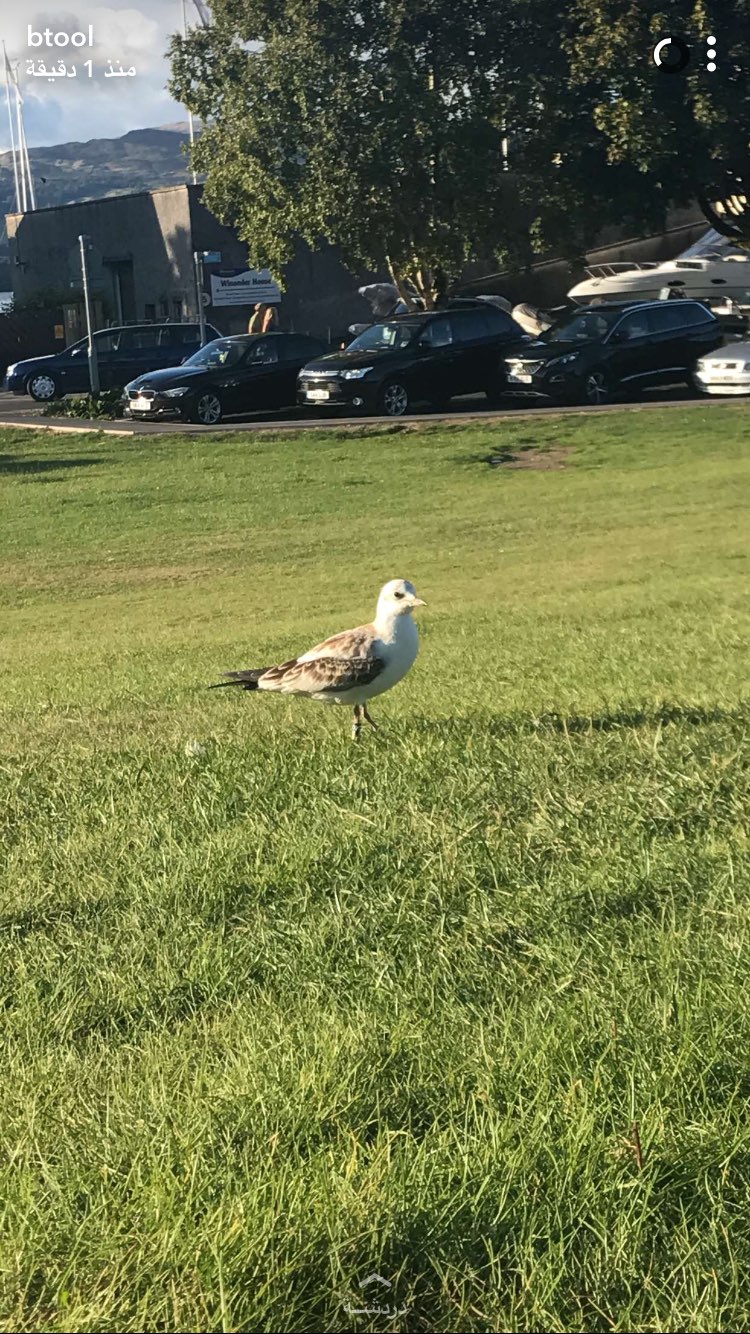 نجلاء العتيبي