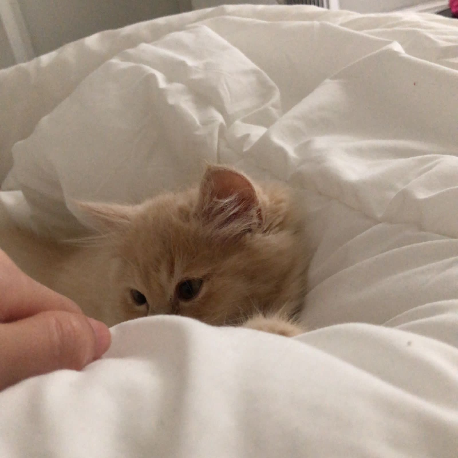 ليان العمري