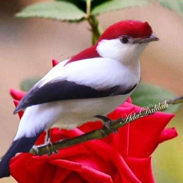 اسماء المسعود