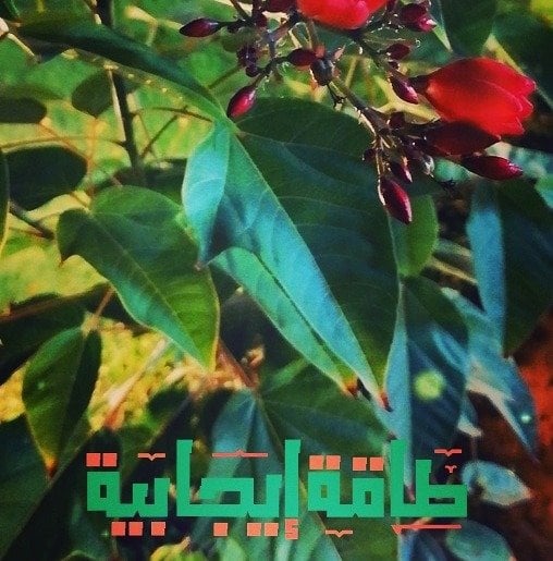 ولاء 