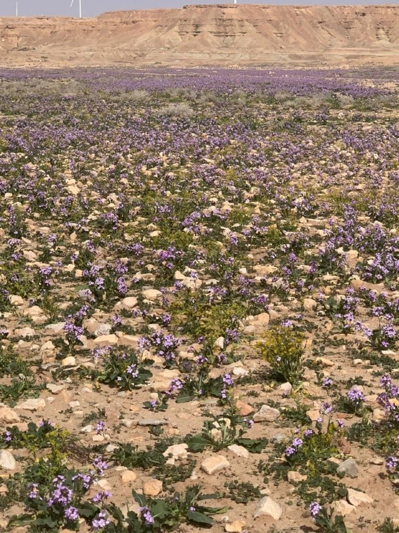 وليد الرشيدان