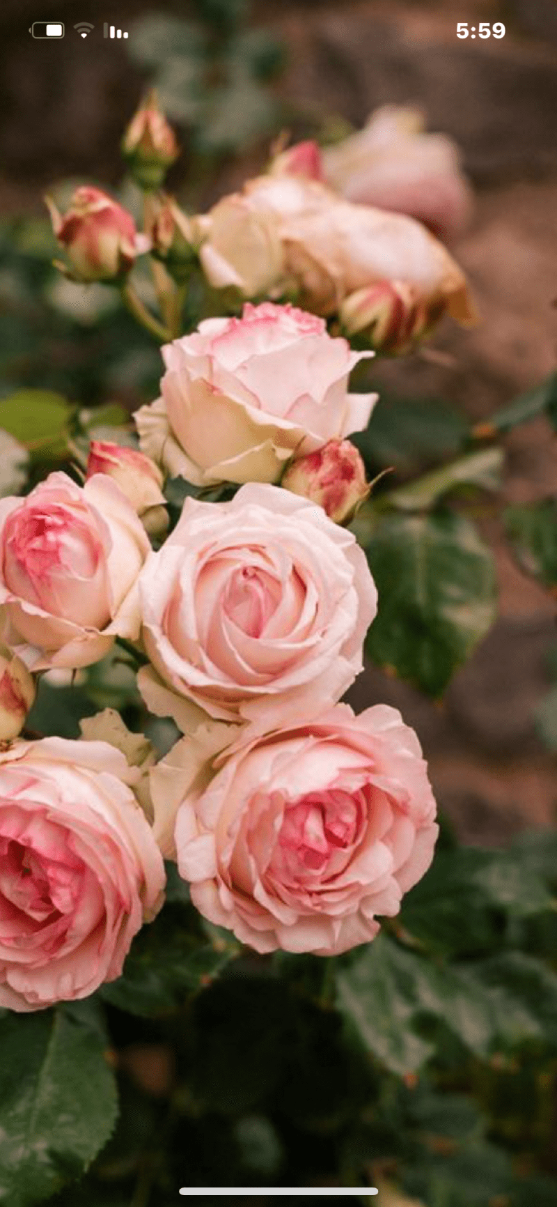 حصة عبدالعزيز