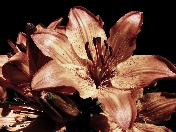 لمار الحربي